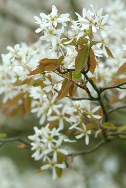 Amélanchier de Lamarck Amelanchier lamarckii Pot Amelanchier lamarckii arbuste