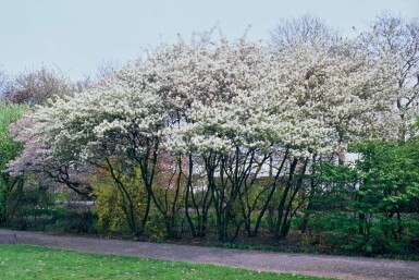 Amélanchier de Lamarck Amelanchier lamarckii Pot Amelanchier lamarckii arbuste