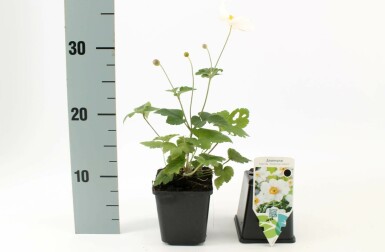 Anémone Anemone hybrida 'Honorine Jobert' Pot Anemone hybrida 'Honorine Jobert'