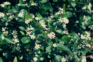 Aronie à fruits noirs Aronia melanocarpa Pot Aronia melanocarpa arbuste