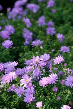 Symphyotriche buissonnant Aster dumosus 'Lady in Blue' Pot Aster dumosus 'Lady in Blue'