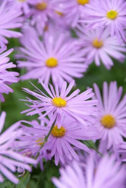 Aster de frikart Aster × frikartii 'Mönch' Pot Aster × frikartii 'Mönch'