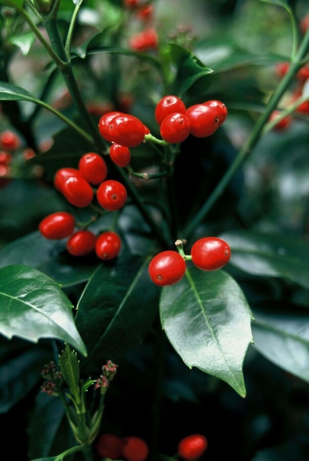 Aucuba du Japon Aucuba japonica 'Rozannie' arbuste 20-30 C2,5 Aucuba japonica 'Rozannie' arbuste 20-30 cm