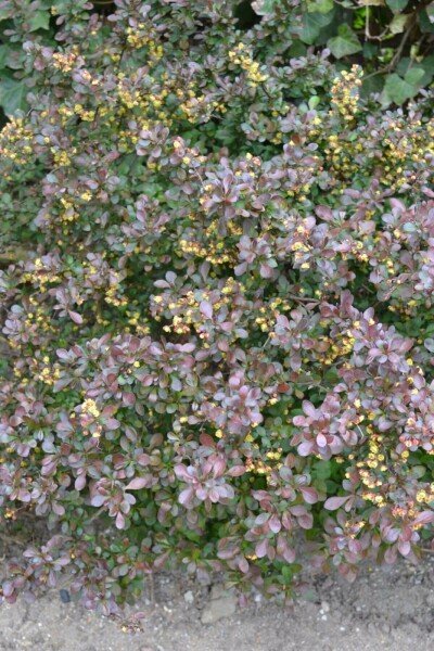 Berberis thunbergii 'Atropurpurea Nana' arbuste 15-20 cm