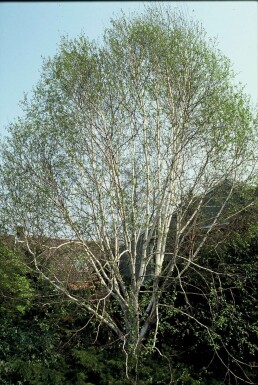 Betula utilis 'Doorenbos'