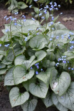Brunnère à grosses feuilles Brunnera macrophylla 'Jack Frost' Pot Brunnera macrophylla 'Jack Frost'