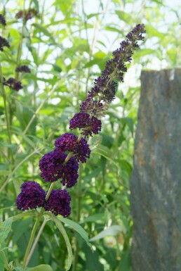 Buddleia de David Buddleja davidii 'Black Knight' Pot Buddleja davidii 'Black Knight' arbuste