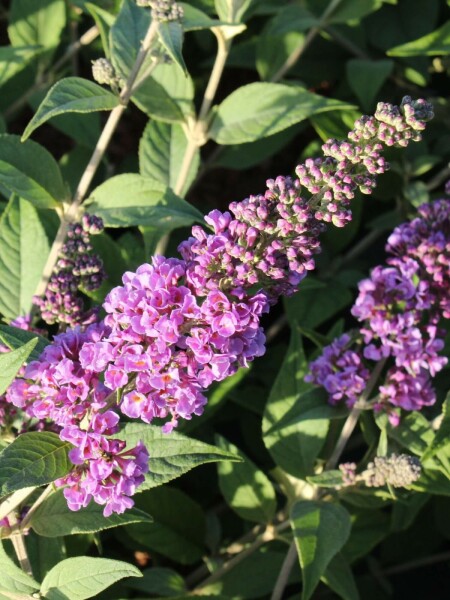 Buddleja davidii 'Blue Chip' arbuste 40-50 cm