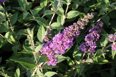 Buddleia de David Buddleja davidii 'Blue Chip' Pot Buddleja davidii 'Blue Chip' arbuste