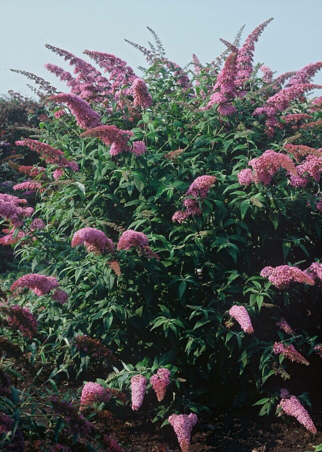 buddleia de David Buddleja davidii 'Pink Delight' arbuste 30-40 C2 Buddleja davidii 'Pink Delight' arbuste 30-40 cm