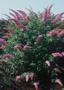 buddleia de David Buddleja davidii 'Pink Delight' arbuste 30-40 C2 Buddleja davidii 'Pink Delight' arbuste 30-40 cm