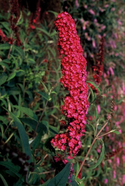 Buddleja davidii 'Royal Red' C7,5 100-125