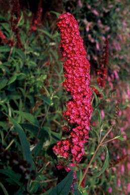 Buddleia de David Buddleja davidii 'Royal Red' Pot Buddleja davidii 'Royal Red' arbuste