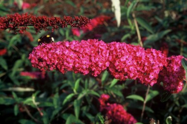 Buddleia de David Buddleja davidii 'Royal Red' Pot Buddleja davidii 'Royal Red' arbuste