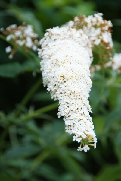 buddleia de David Buddleja davidii 'White Profusion' arbuste 80-100 C7,5 Buddleja davidii 'White Profusion' arbuste 80-100 cm