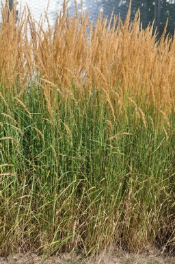 Calamagrostide à fleurs aiguës Calamagrostis × acutiflora 'Karl Foerster' Pot Calamagrostis × acutiflora 'Karl Foerster'