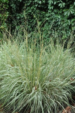 Calamagrostide à fleurs aiguës Calamagrostis × acutiflora 'Overdam' Pot Calamagrostis × acutiflora 'Overdam'