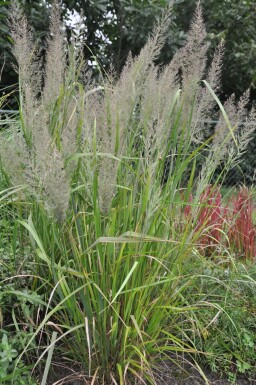 Calamagrostide roseau Calamagrostis brachytricha Pot Calamagrostis brachytricha