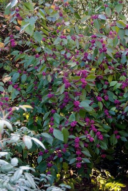 Callicarpe de Bodinier Callicarpa bodinieri 'Profusion' Pot Callicarpa bodinieri 'Profusion'
