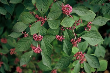 Callicarpe de Bodinier Callicarpa bodinieri 'Profusion' Pot Callicarpa bodinieri 'Profusion'