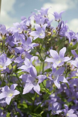 Campanula lactiflora 'Prichard's Variety'