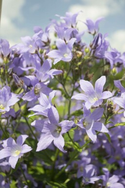 Campanule laiteuse Campanula lactiflora 'Prichard's Variety' Pot Campanula lactiflora 'Prichard's Variety'