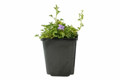 Campanule des murailles Campanula portenschlagiana Pot Campanula portenschlagiana