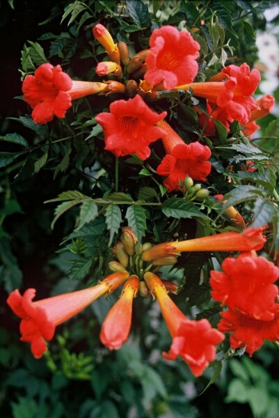 Campsis × tagliabueana 'Madame Galen' C2 60-65