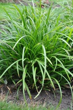 Laîche Carex foliosissima 'Irish Green' Pot Carex foliosissima 'Irish Green'