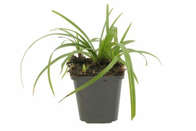 Laîche Carex foliosissima 'Irish Green' Pot Carex foliosissima 'Irish Green'