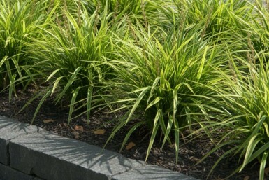 Laîche du Japon Carex morrowii Pot Carex morrowii