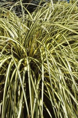 Laîche d'Oshima Carex oshimensis 'Evergold' Pot Carex oshimensis 'Evergold'
