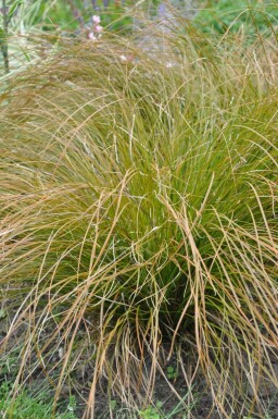 Carex testacea 'Prairie Fire'