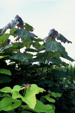 Catalpa rougissant Catalpa erubescens 'Purpurea' Pot Catalpa erubescens 'Purpurea' arbuste