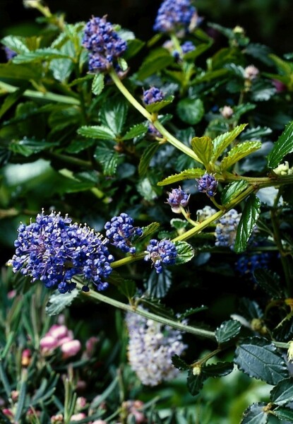 céanothe rampant Ceanothus thyrsiflorus 'Repens' arbuste 10-15 C2 Ceanothus thyrsiflorus 'Repens' arbuste 10-15 cm