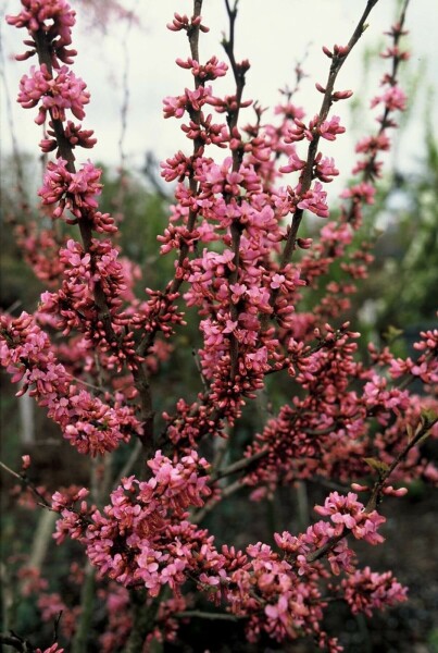 gainier de Chine Cercis chinensis 'Avondale' arbuste 50-60 C7,5 Cercis chinensis 'Avondale' arbuste 50-60 cm