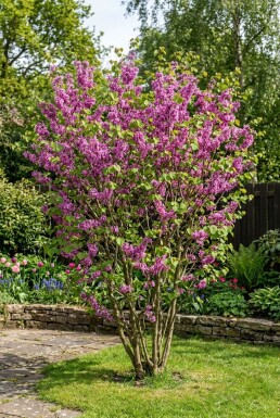 Cercis chinensis 'Avondale' arbuste 60-80 cm