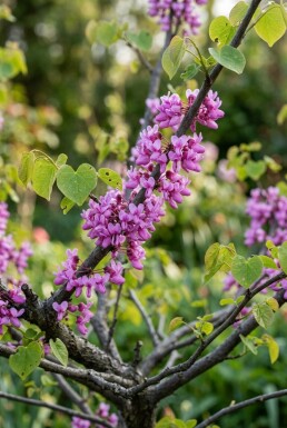 Cercis chinensis 'Avondale' arbuste 60-80 cm