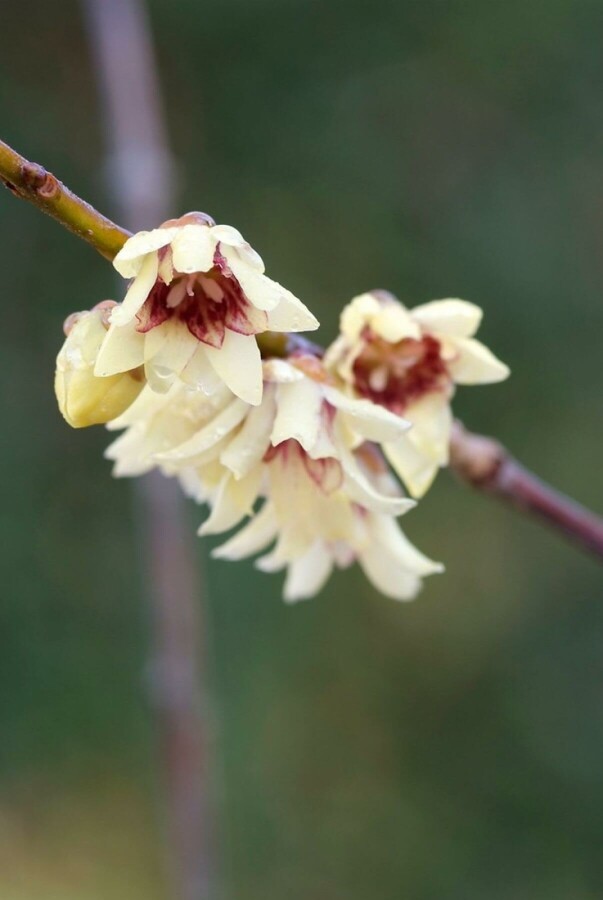 chimonanthe précoce Chimonanthus praecox arbuste 40-60 C7,5 Chimonanthus praecox arbuste 40-60 cm