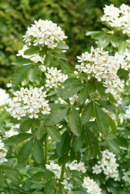 Choisya terné Choisya ternata Pot Choisya ternata