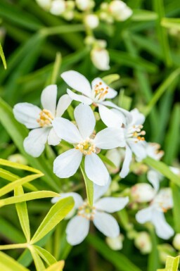 Choisya terné Choisya ternata 'Aztec Pearl' Pot Choisya ternata 'Aztec Pearl' arbuste