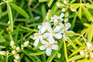 Choisya terné Choisya ternata 'Aztec Pearl' Pot Choisya ternata 'Aztec Pearl' arbuste