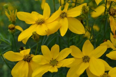 Coréopside verticillée Coreopsis verticillata 'Zagreb' Pot Coreopsis verticillata 'Zagreb'