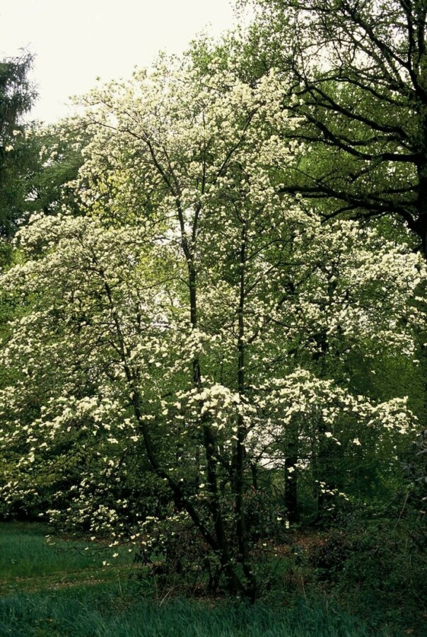 cornouiller Kousa Cornus kousa arbuste 80-100 C7,5 Cornus kousa arbuste 80-100 cm