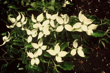 cornouiller Kousa Cornus kousa arbuste 80-100 C7,5 Cornus kousa arbuste 80-100 cm