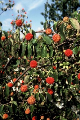 cornouiller Kousa Cornus kousa 'China Girl' arbuste 40-50 C7,5 Cornus kousa 'China Girl' arbuste 40-50 cm