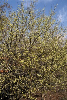 Cornouiller mâle Cornus mas Pot Cornus mas arbuste