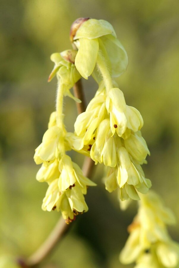 noisetier d'hiver Corylopsis spicata arbuste 50-60 C20 Corylopsis spicata arbuste 50-60 cm