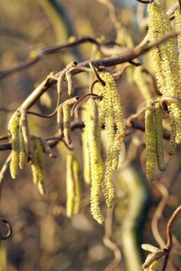 Noisetier tortueux Corylus avellana 'Contorta' Pot Corylus avellana 'Contorta'