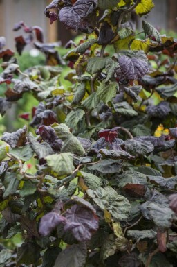 Noisetier commun Corylus avellana 'Red Majestic' Pot Corylus avellana 'Red Majestic' arbuste